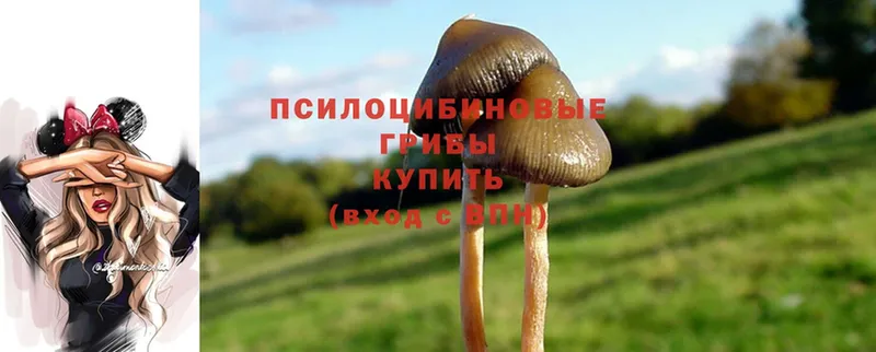 площадка какой сайт  наркота  Кодинск  Галлюциногенные грибы Cubensis 